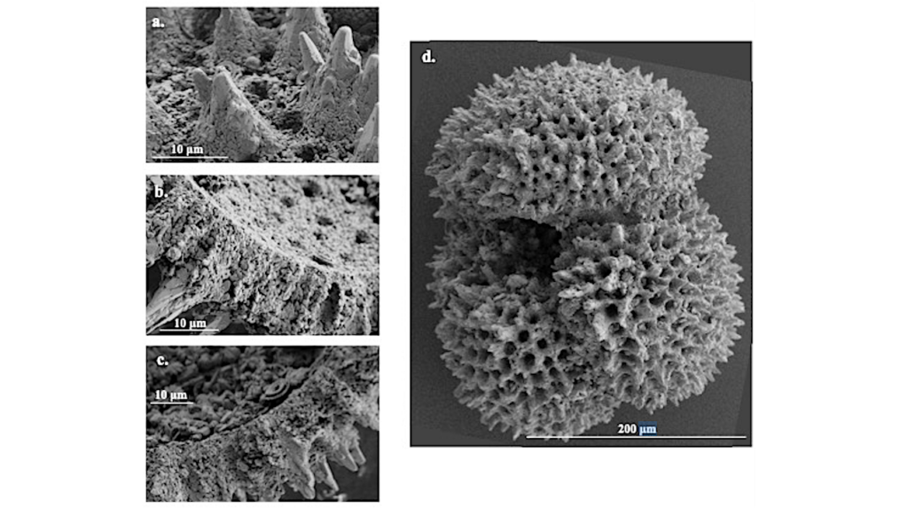 What Microscopic Fossilized Shells Tell Us About Ancient Climate Change