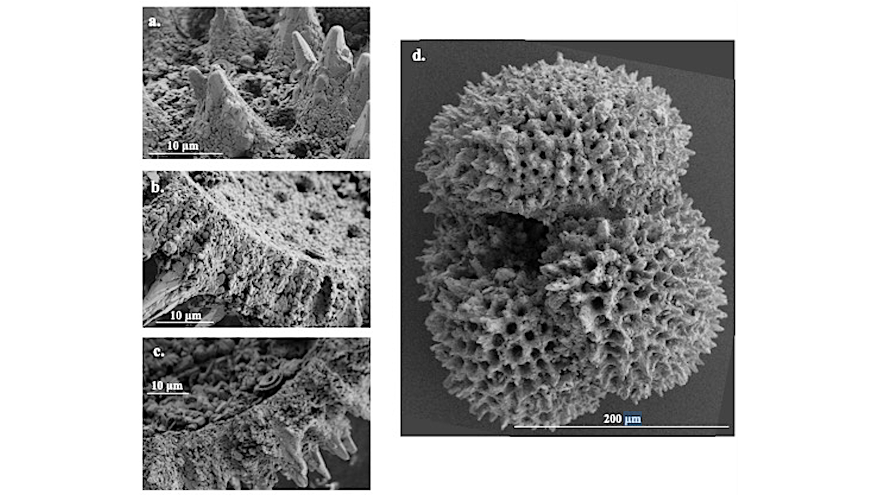 What microscopic fossilized mussels tell us about climate change in ancient times