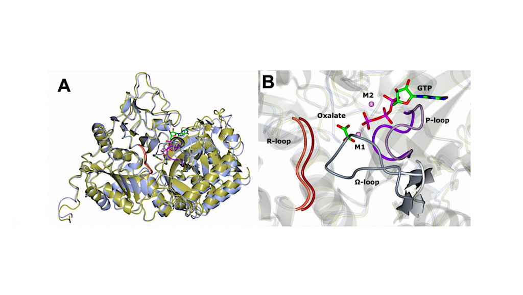 A Structural Perspective on the Temperature-dependent Activity of Enzymes