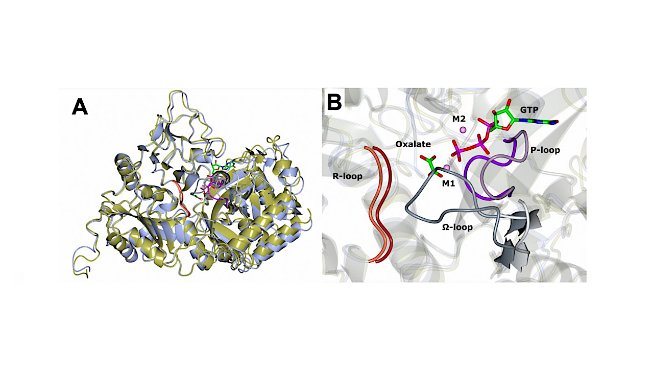 A Structural Perspective on the Temperature-dependent Activity of Enzymes