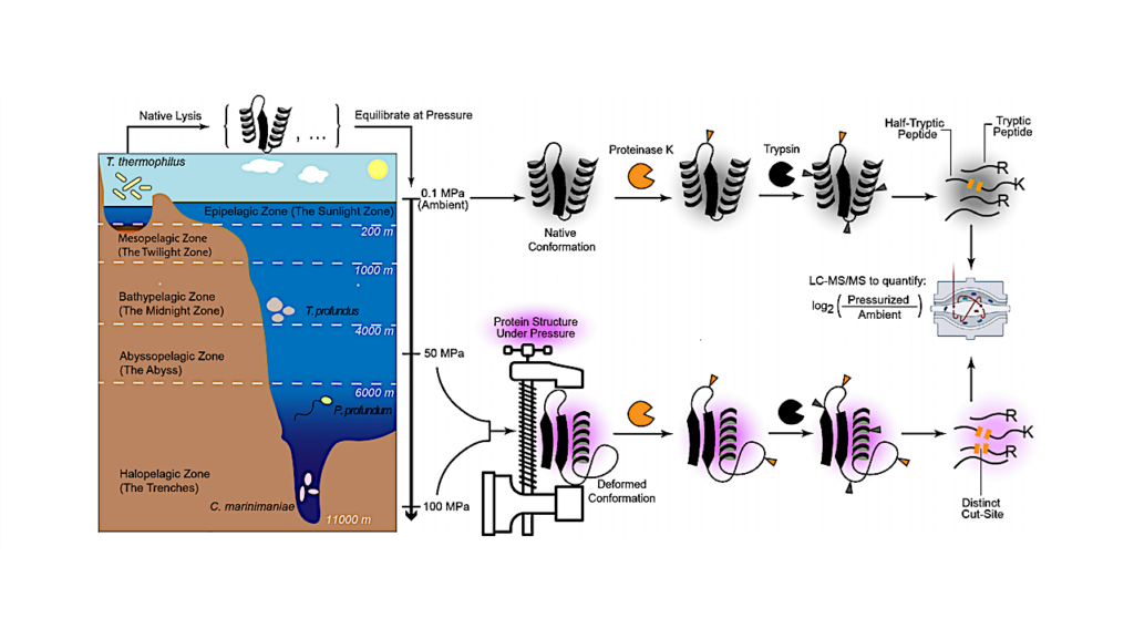 AI And An Extreme Microbe Reveal How Earth Life’s Building Blocks Adapt To High Pressure