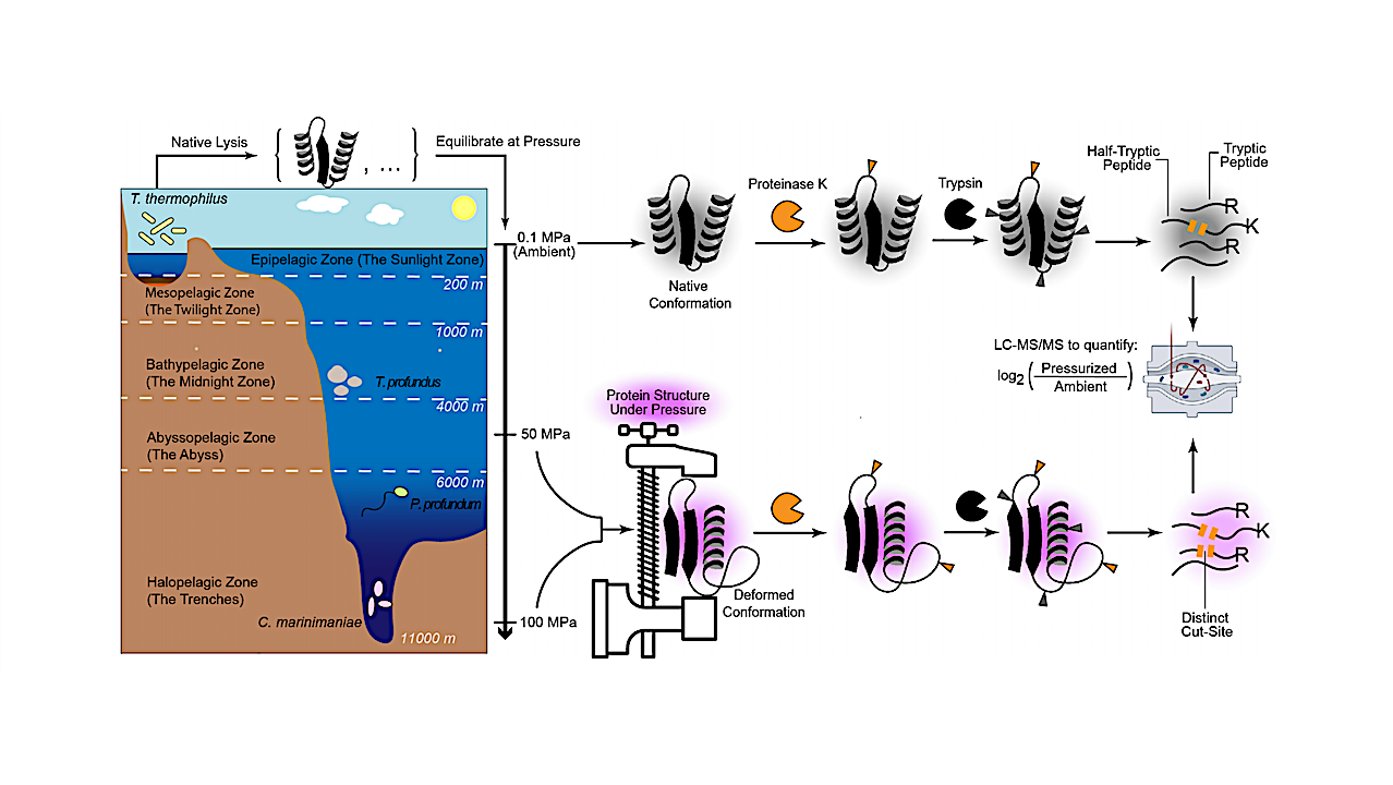 AI And An Extreme Microbe Reveal How Earth Life’s Building Blocks Adapt To High Pressure