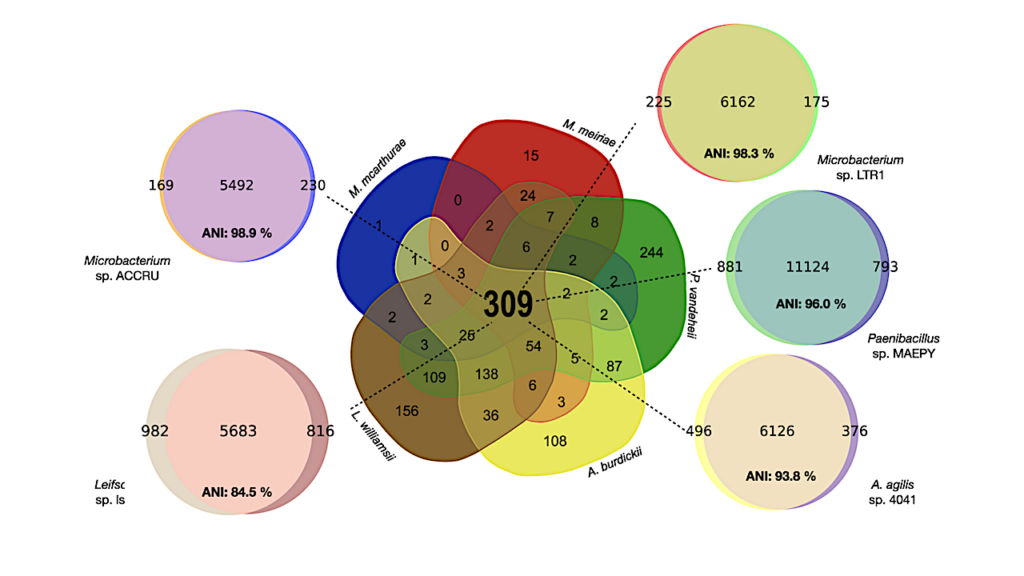 Adaptation to Space Conditions of Novel Bacterial Species Isolated from the International Space Station Revealed by Functional Gene Annotations and Comparative Genome Analysis