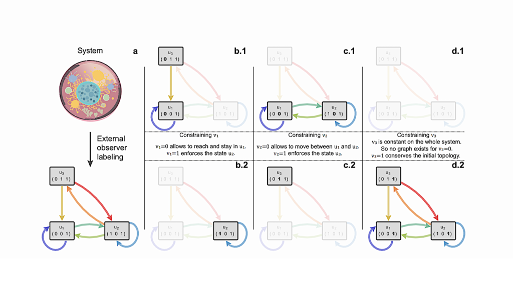 An Open-Ended Approach to Understanding Local, Emergent Conservation Laws in Biological Evolution