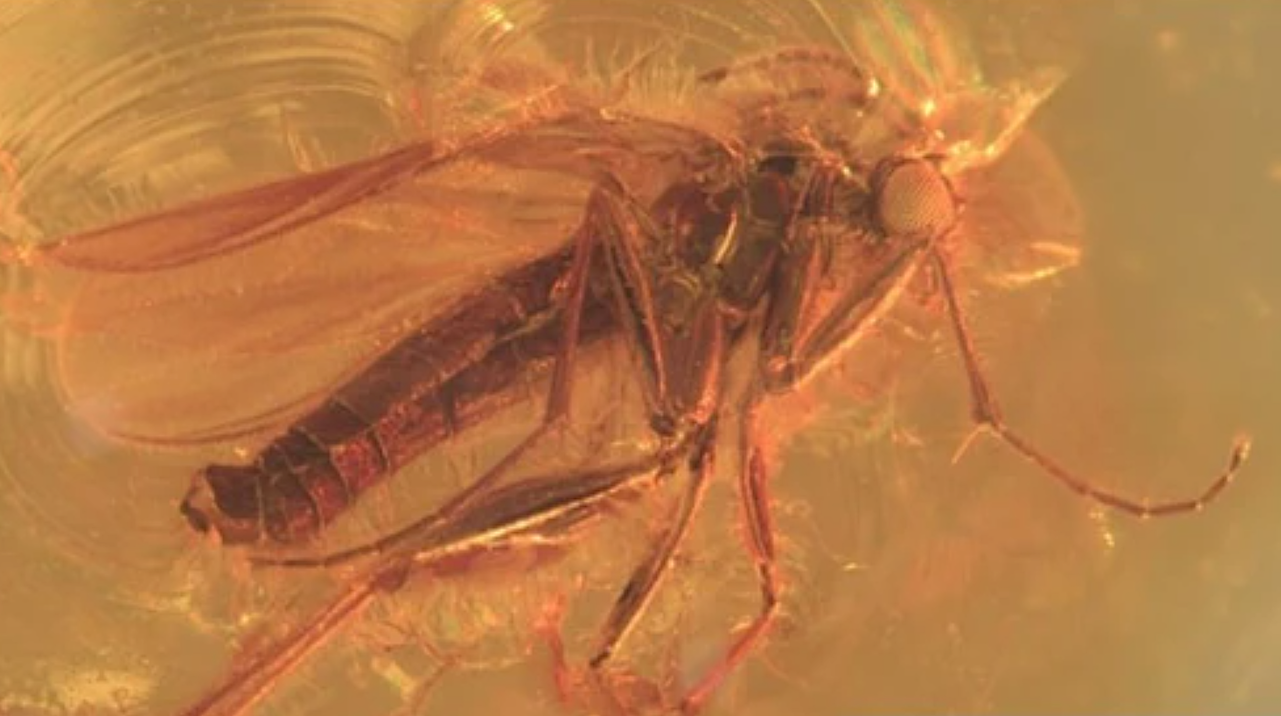 Biosignatures: Fungus Gnat Entombed In A 40-million-year-old Piece Of Amber