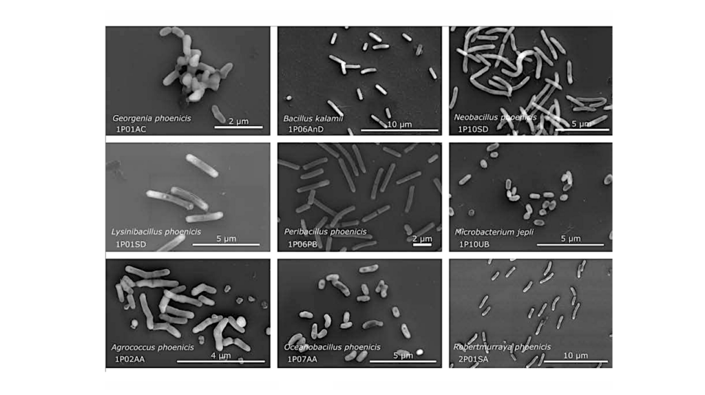 Planetary Protection: Extremophilic Bacteria Isolated from the NASA Phoenix Mission Spacecraft Assembly Cleanrooms