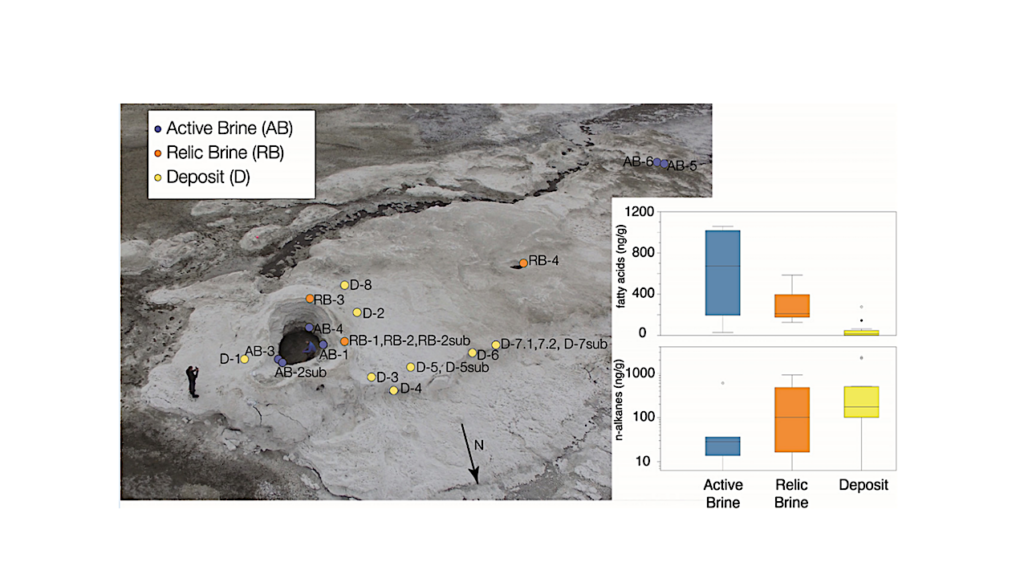 Molecular Biosignatures In Planetary Analogue Salts: Implications for Transport of Organics in Sulfate-rich Brines Beyond Earth