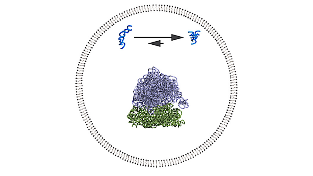 Protocell Effects on RNA Folding, Function, and Evolution