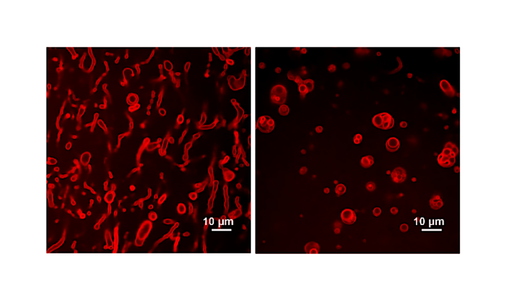 Simple Lipids Form Stable Higher-order Structures In Concentrated Sulfuric Acid