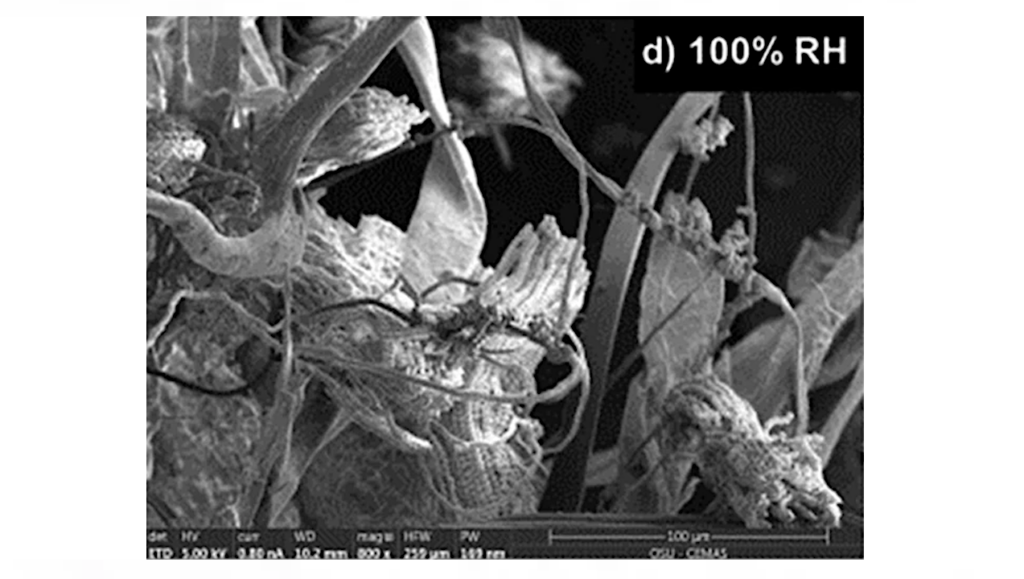 Space Station Study Models How Dust And Humidity Create Mold Problems For Astronauts