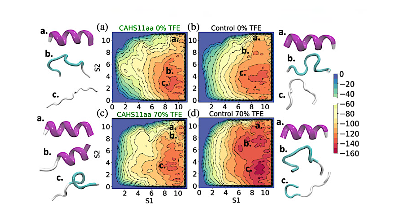 Structural Adaptability and Surface Activity of Peptides Derived from Tardigrade Proteins