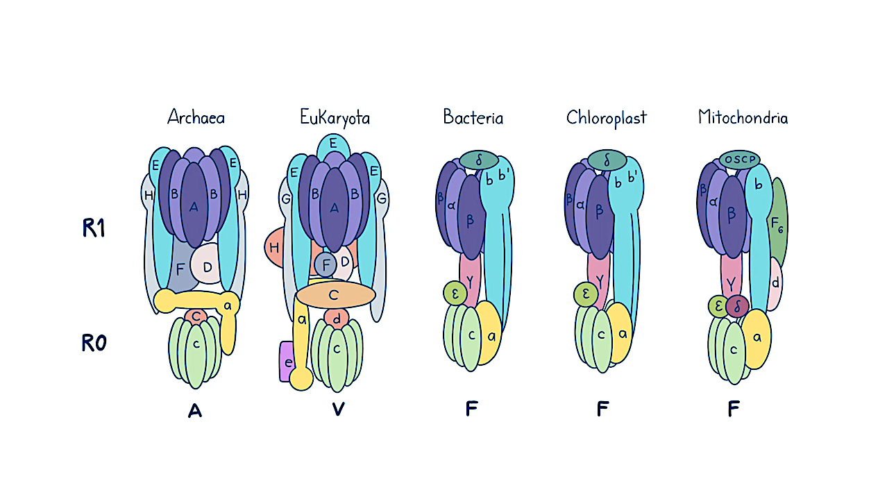 The Unfinished Reconstructed Nature of the Last Universal Common Ancestor