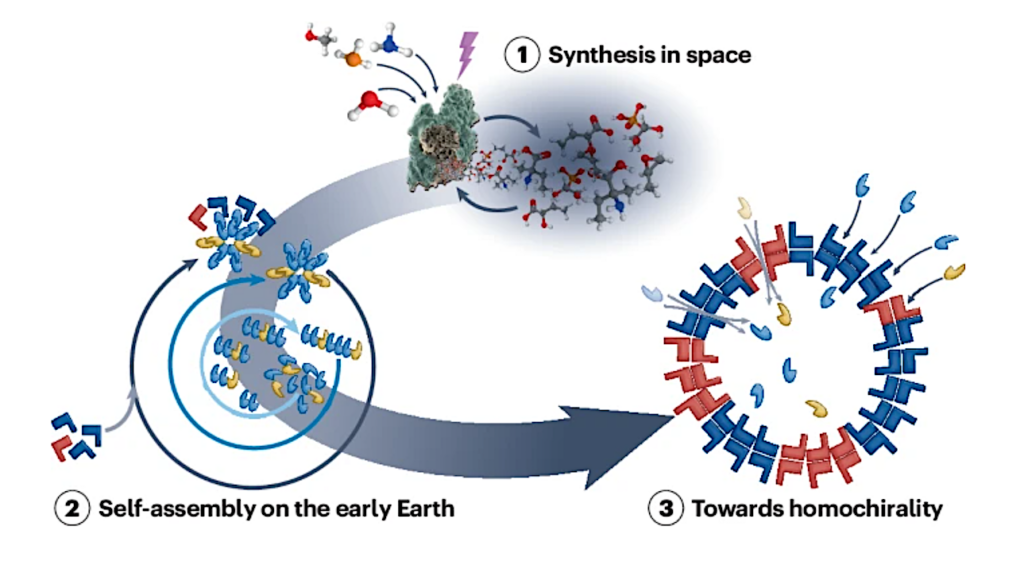 The Astrochemical Evolutionary Traits Of Phospholipid Membrane Homochirality