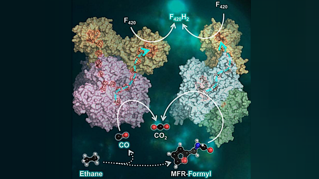 A Metabolic Secret Of Ethane-consuming Archaea Unraveled