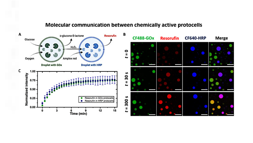 Did The Exposure Of Coacervate Droplets To Rain Make Them The First Stable Protocells?