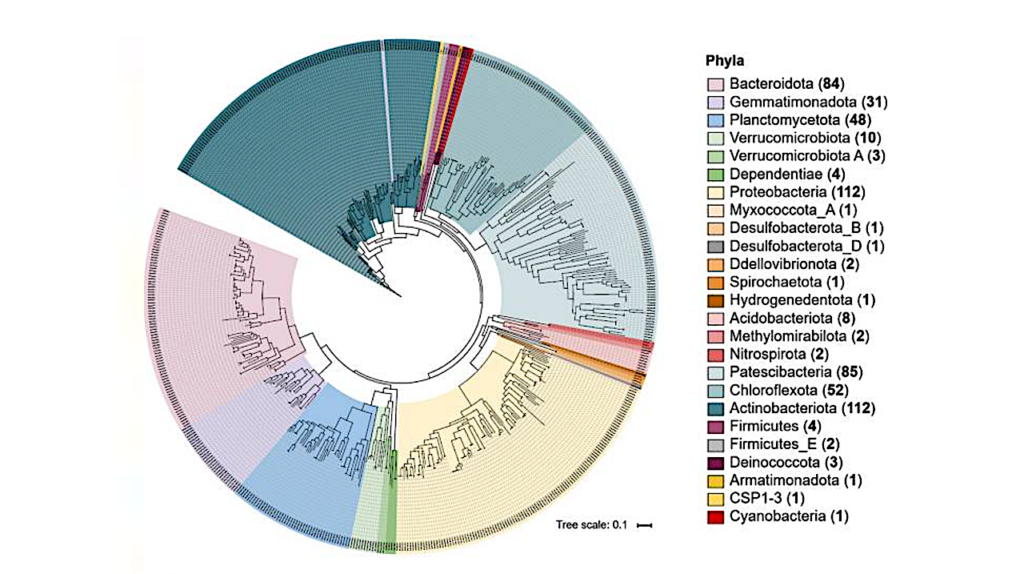 Hyperexpansion of Genetic Diversity and Metabolic Capacity of Extremophilic Bacteria and Archaea in Ancient Andean Lake Sediments