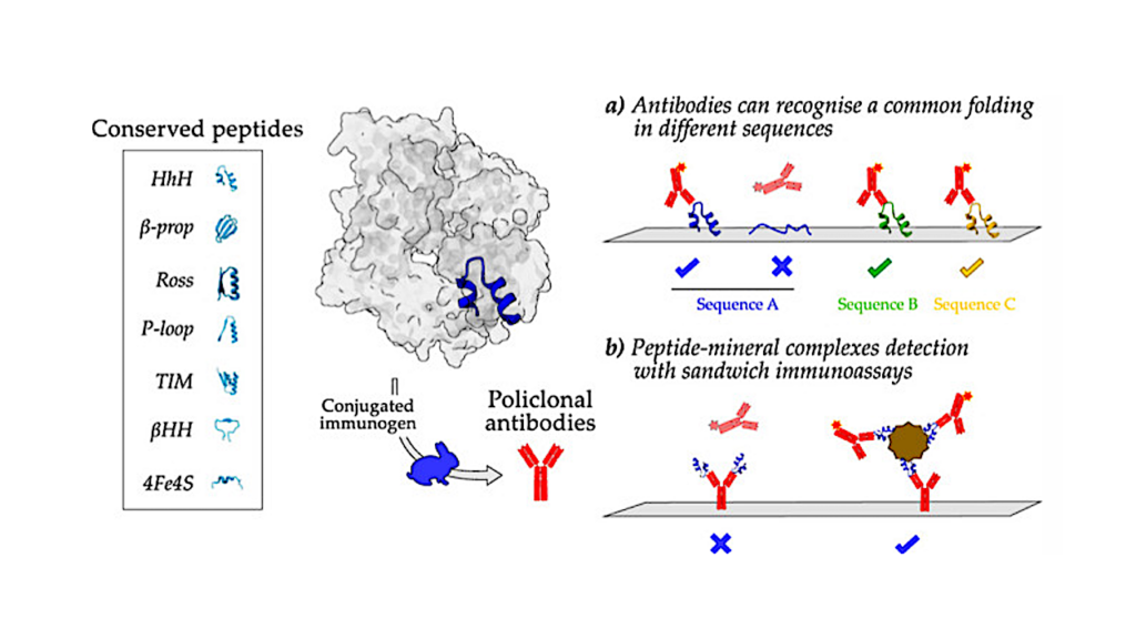 Immunoanalytical Detection of Conserved Peptides: Refining the Universe of Biomarker Targets in Planetary Exploration