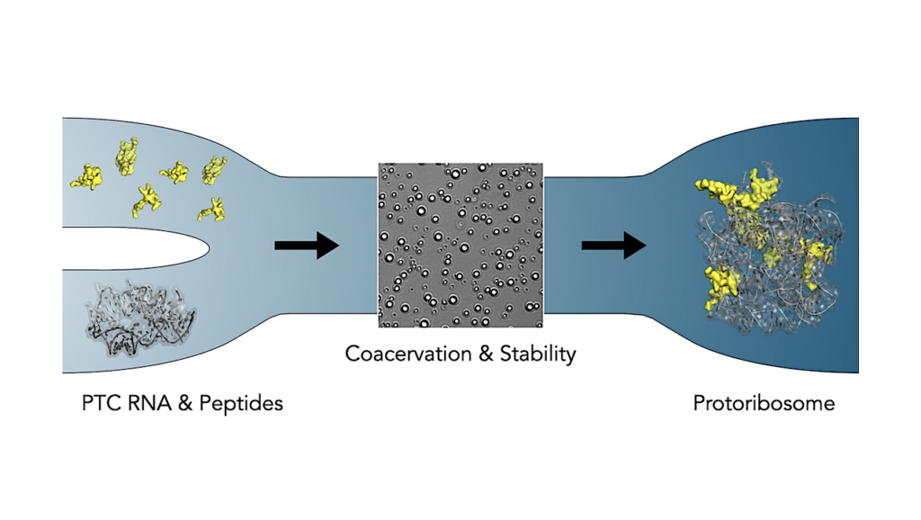 New Study Sheds Light on Ancient Protoribosome and its Role in Early Life Evolution