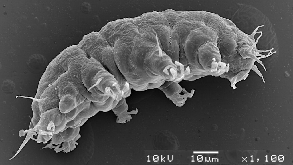 Tardigrades Are Less Cosmopolitan And More Diverse Than Has Been Thought