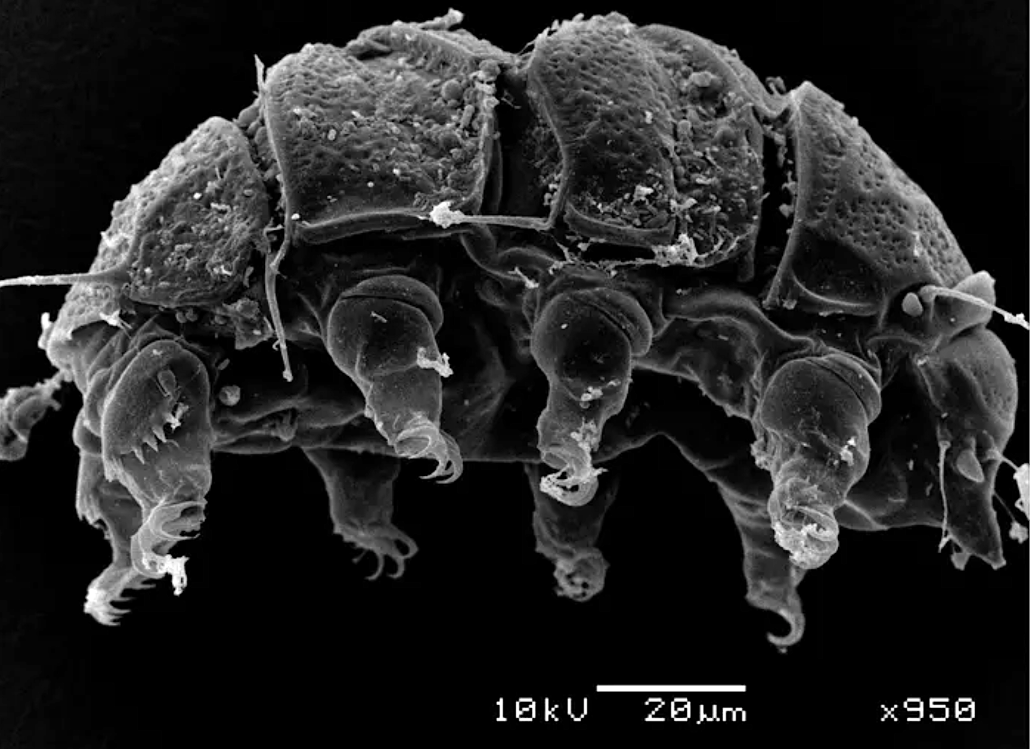 Tardigrades Are Less Cosmopolitan And More Diverse Than Has Been ...