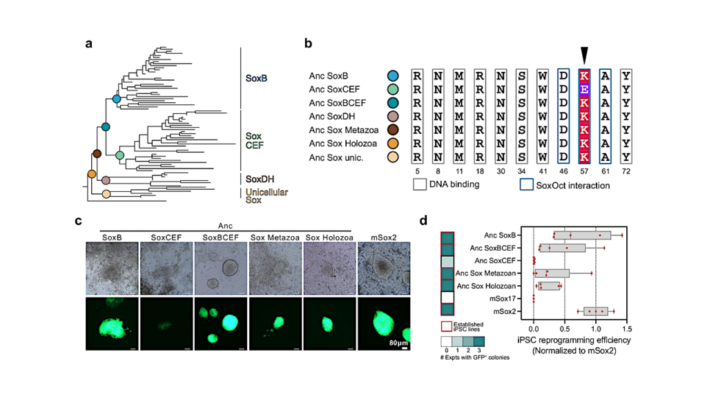 A Mouse Has Been Recreated Using An Ancient Gene Older Than Animal Life On Earth