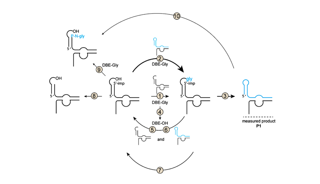 Autocatalytic Assembly Of A Chimeric Aminoacyl-RNA Synthetase Ribozyme