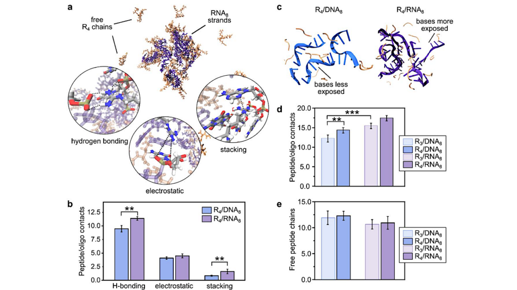 Compositional Diversity Of Minimal Coacervates In A Nucleic Acid-peptide World