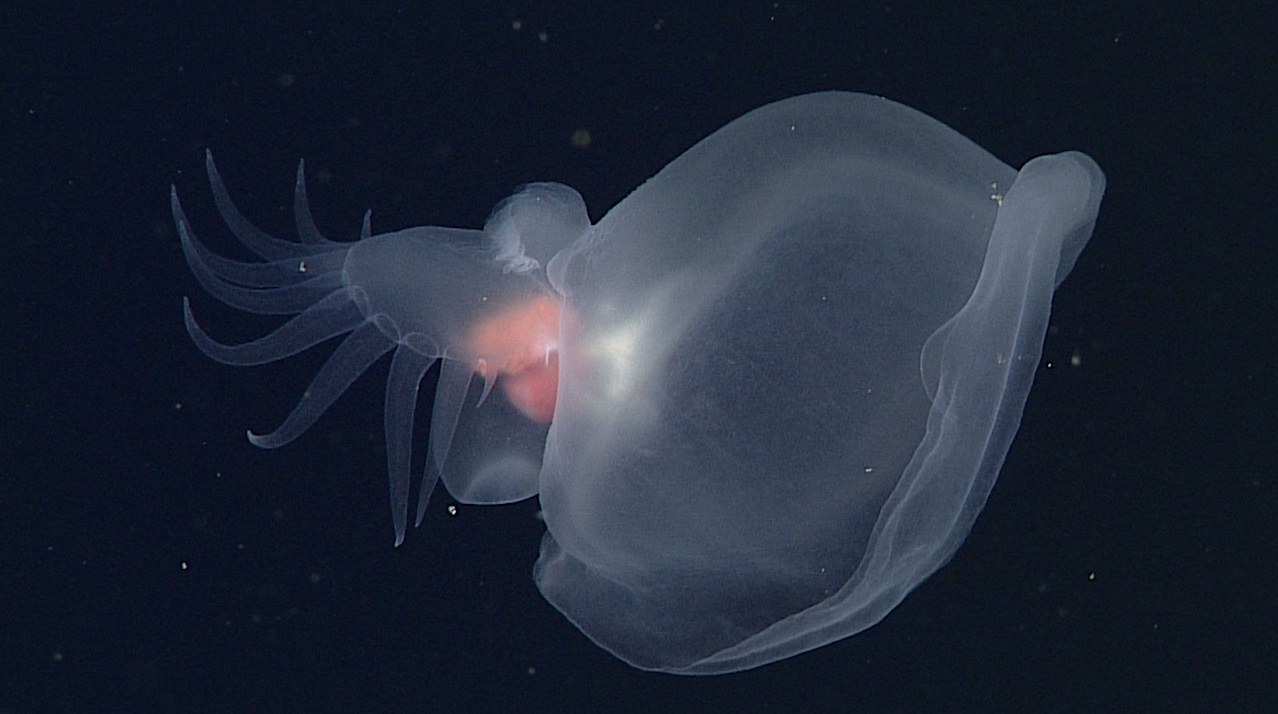 MBARI Researchers Discover A New Life Form DEEP In The Sea