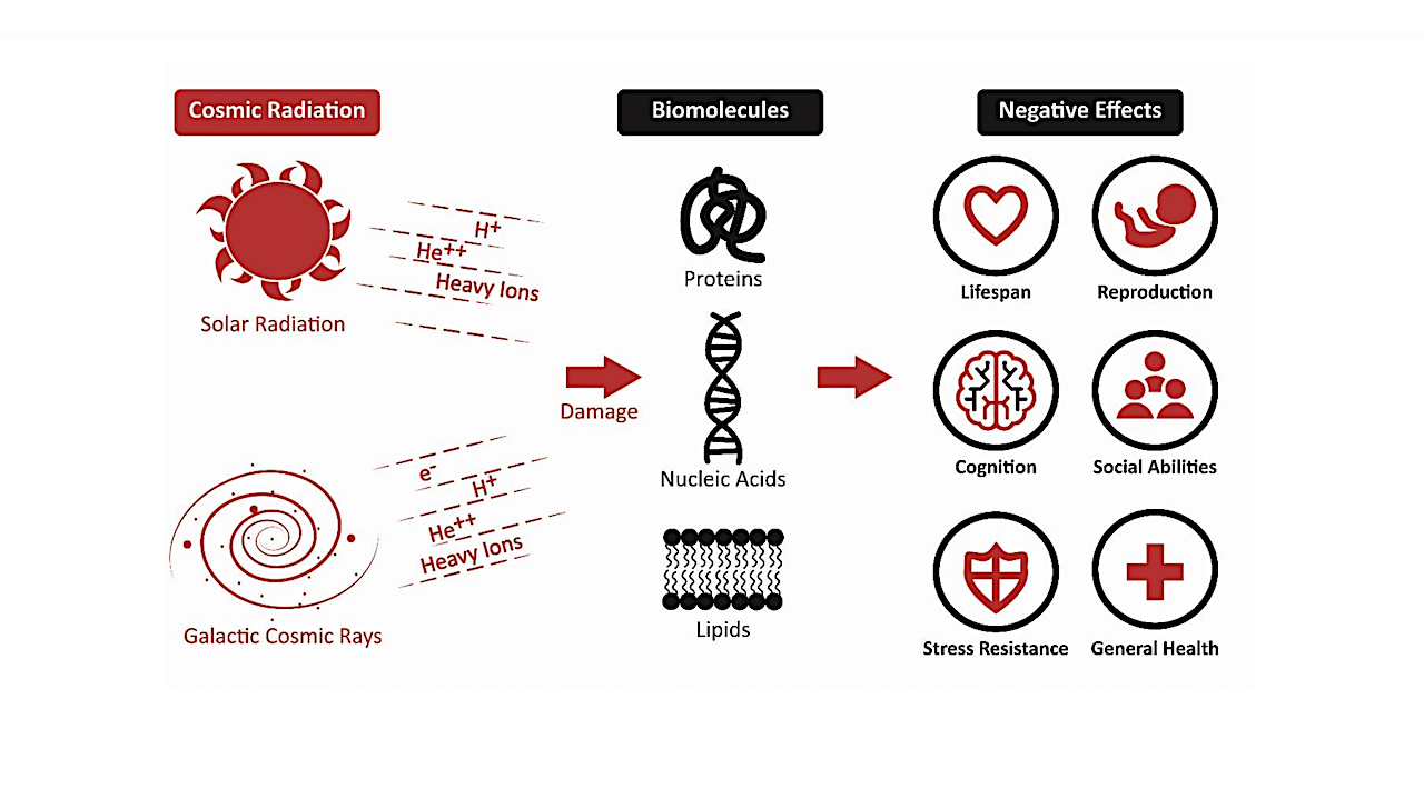 Protection Against Cosmic Radiation Through Biological Response Pathways