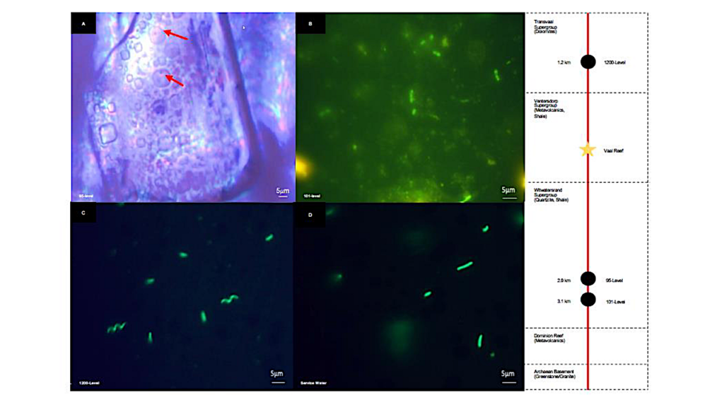 Radiolytic Support For Oxidative Metabolism In An Ancient Subsurface Brine System