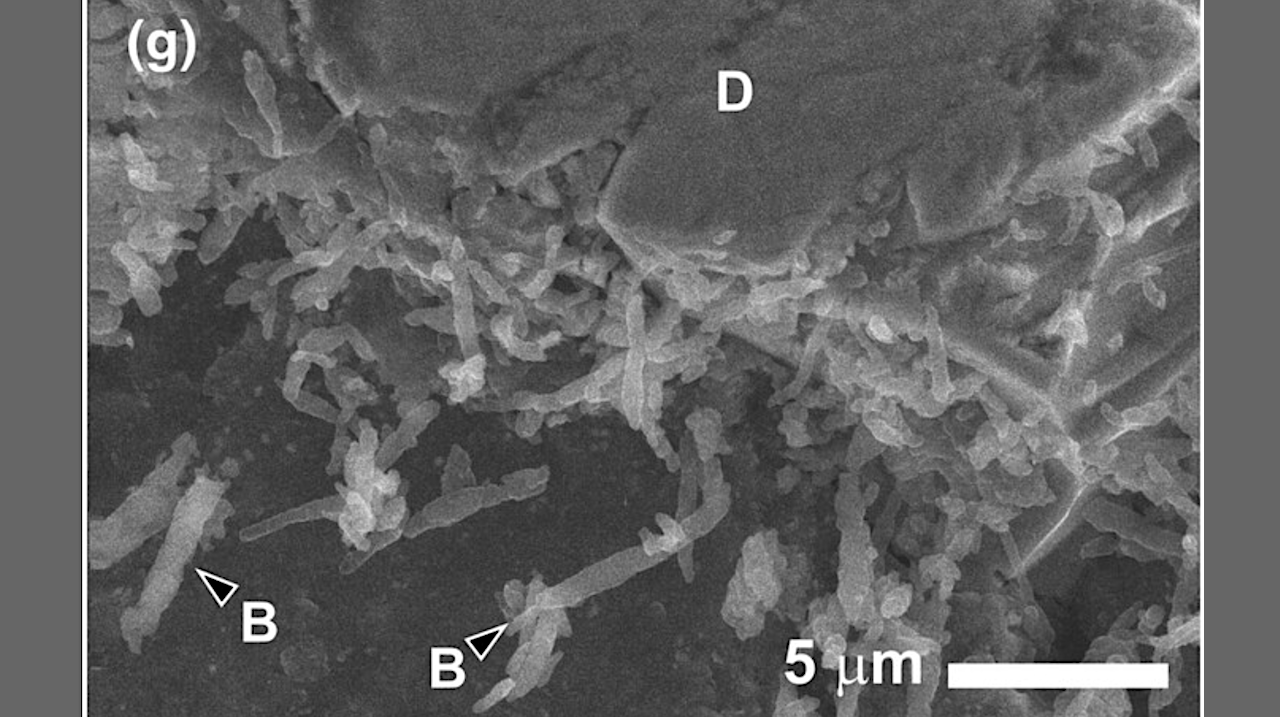 Rapid Colonization of a Space‐returned Ryugu Sample by Terrestrial Microorganisms