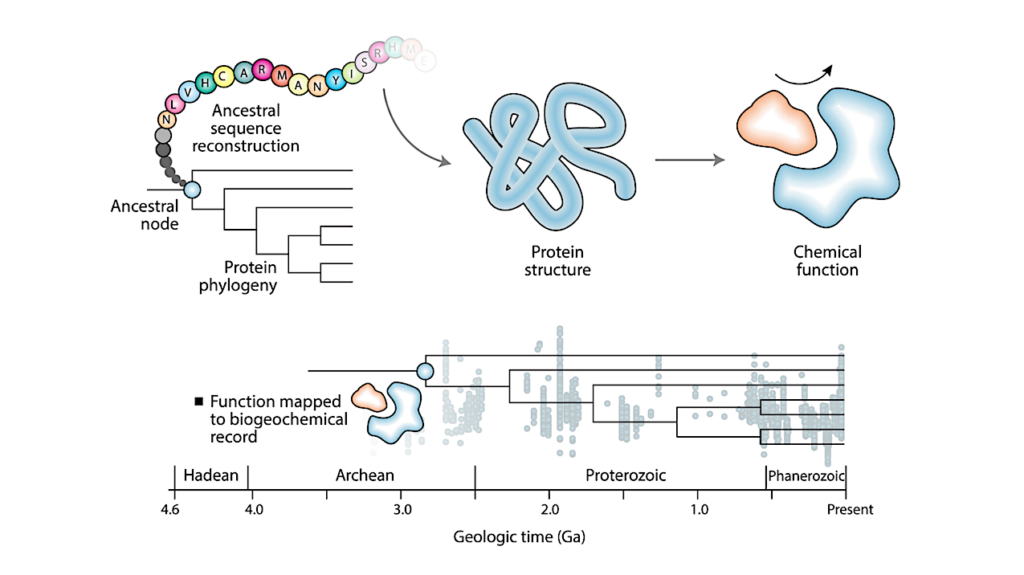 Reconstructing Early Microbial Life