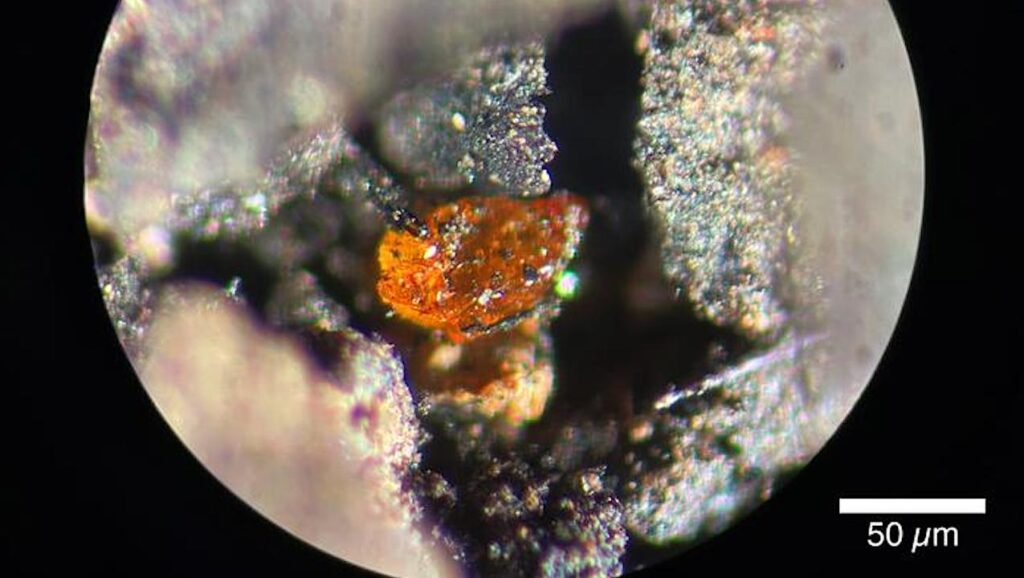 The First Amber Found In Antarctica