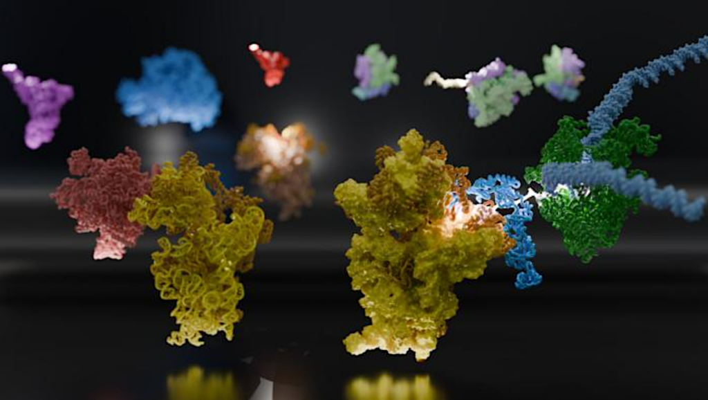 The Structural Link For Initiation Of Protein Synthesis In Bacteria