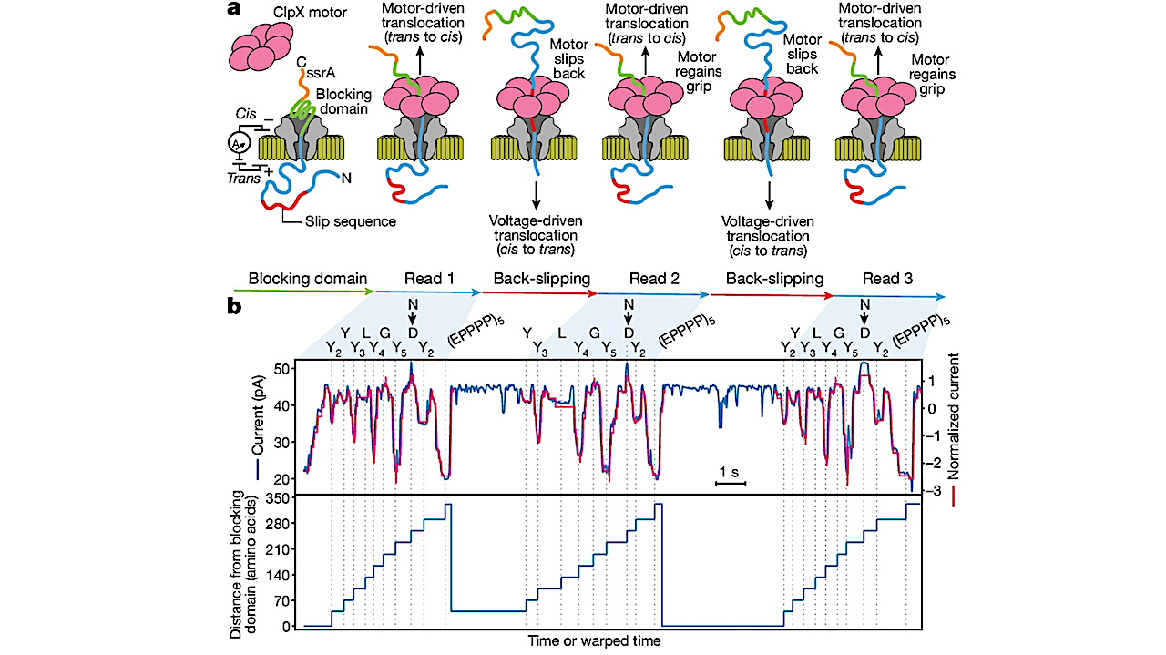 Tricorder Tech: Multi-pass, Single-molecule Nanopore Reading of Long Protein Strands