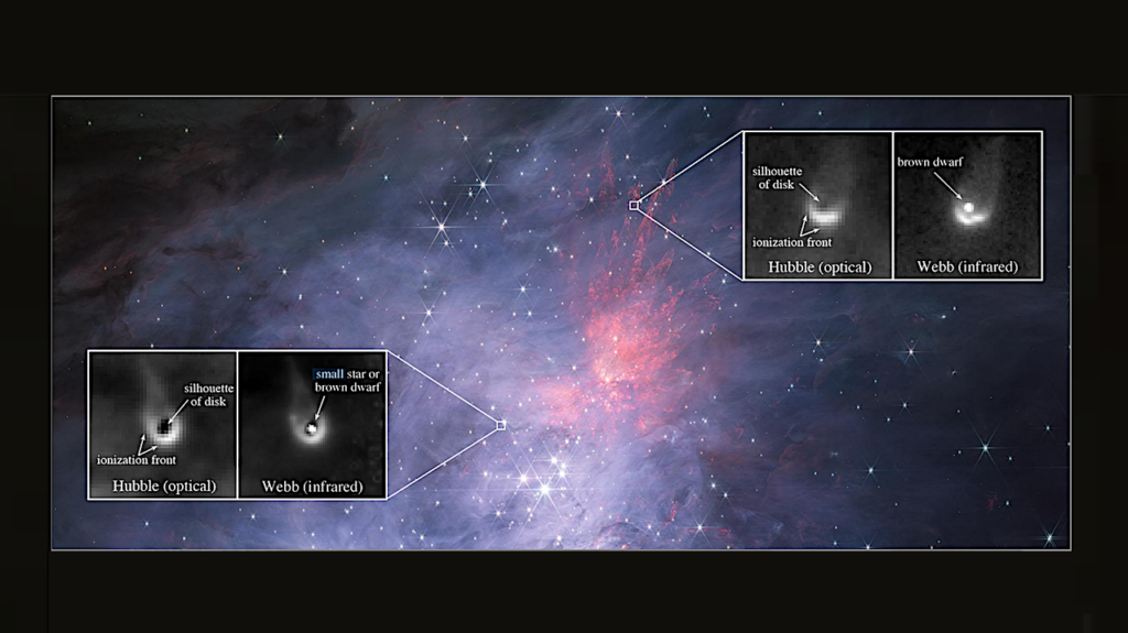 Webb And Hubble Discover Brown Dwarf Protoplanetary Disks In The Orion Nebula