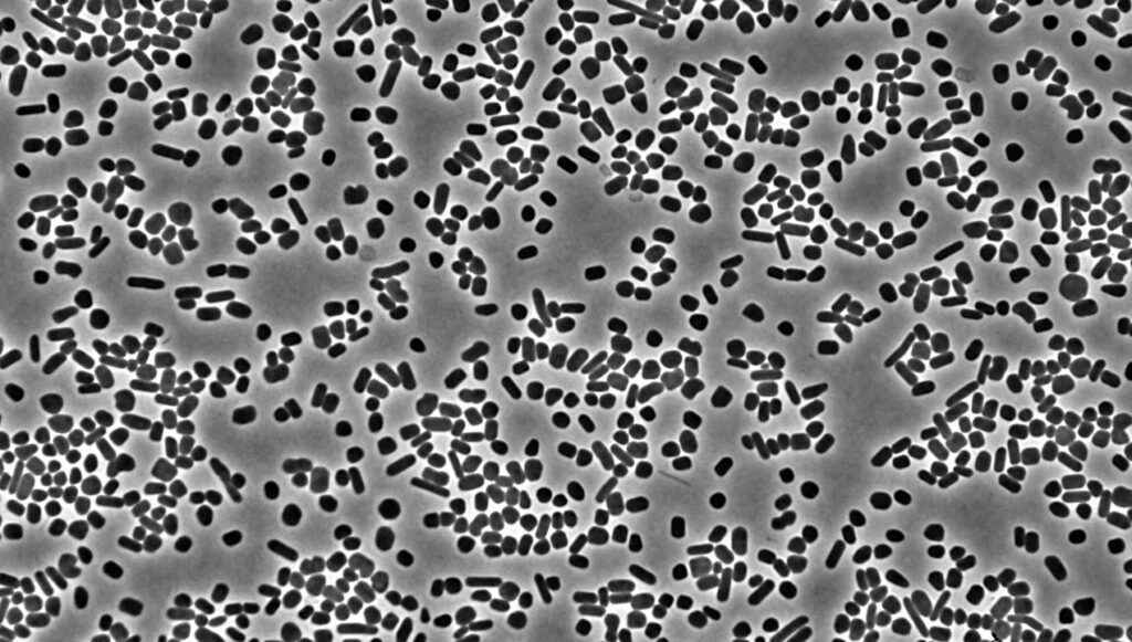 Application Of Chemotactic Behavior For Life Detection