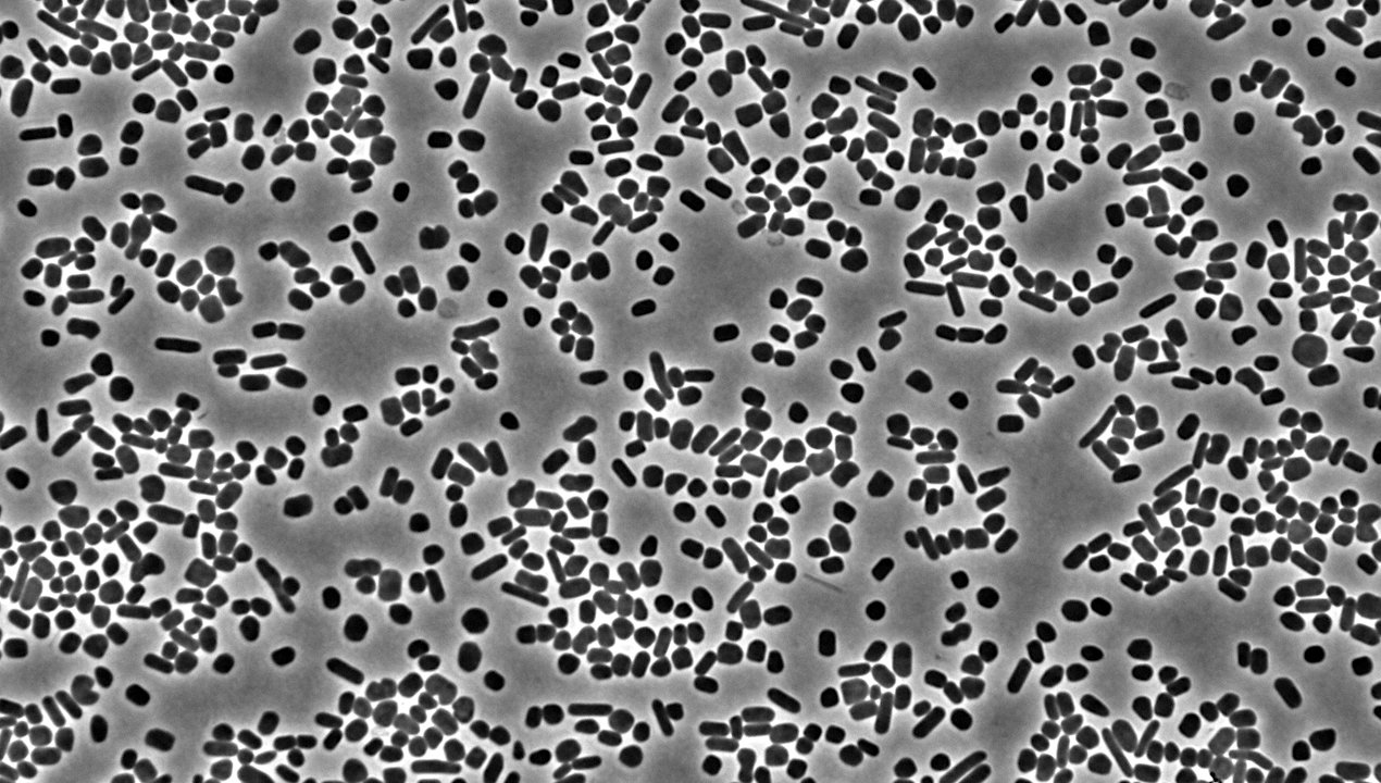 Application Of Chemotactic Behavior For Life Detection