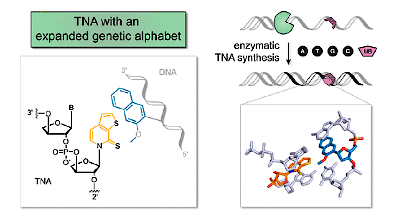 Expanding the Horizon of the Xeno Nucleic Acid Space