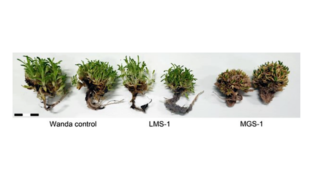 May Antarctic Plants Grow On Martian And Lunar Soil Simulants Under Terrestrial Conditions?