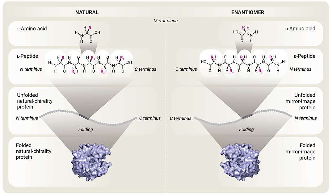 Mirror Bacteria Report Call For A Global Discussion About Possible