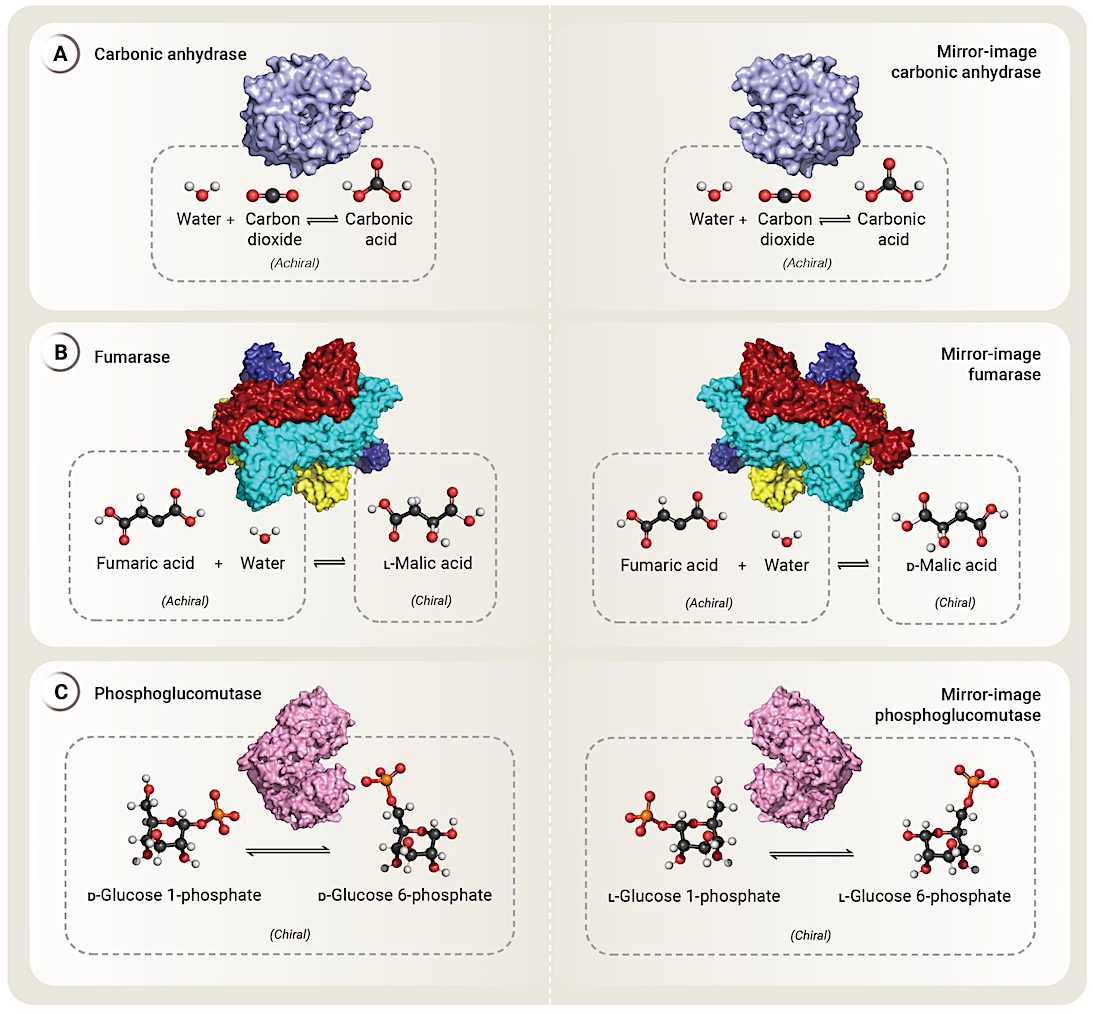 Mirror Bacteria Report Call For A Global Discussion About Possible