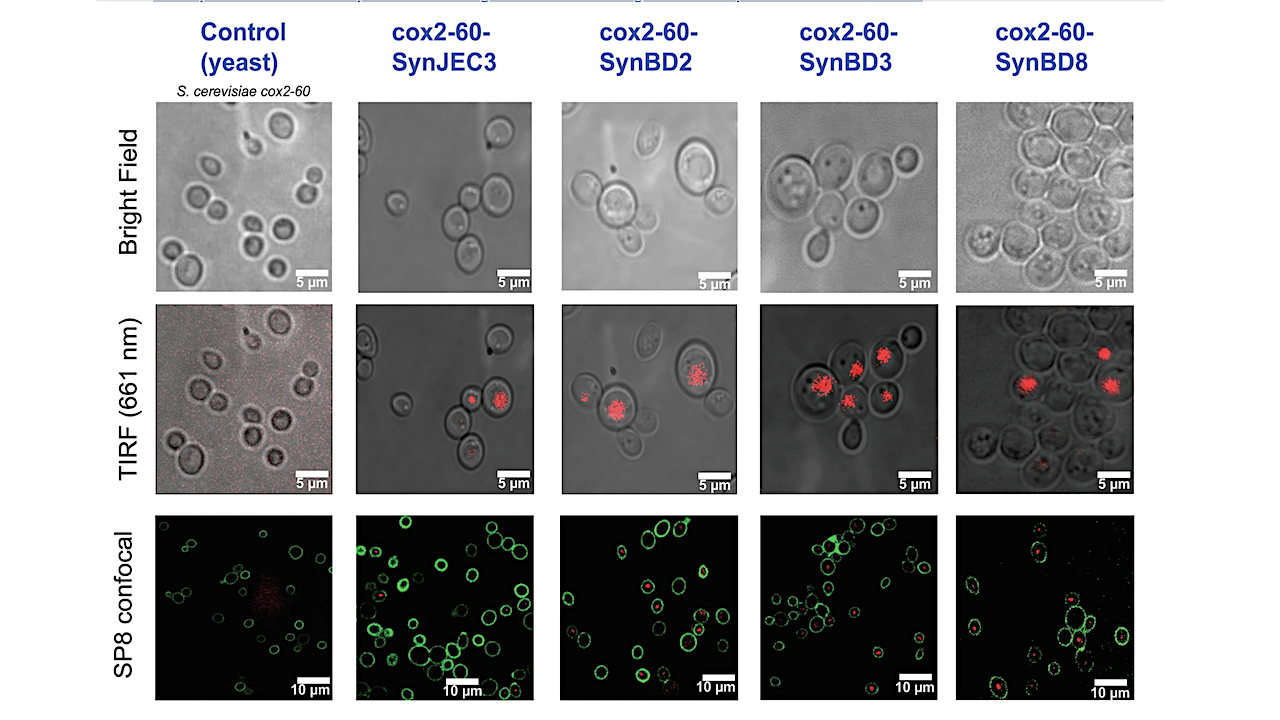 New Insight Into Chloroplast Evolution