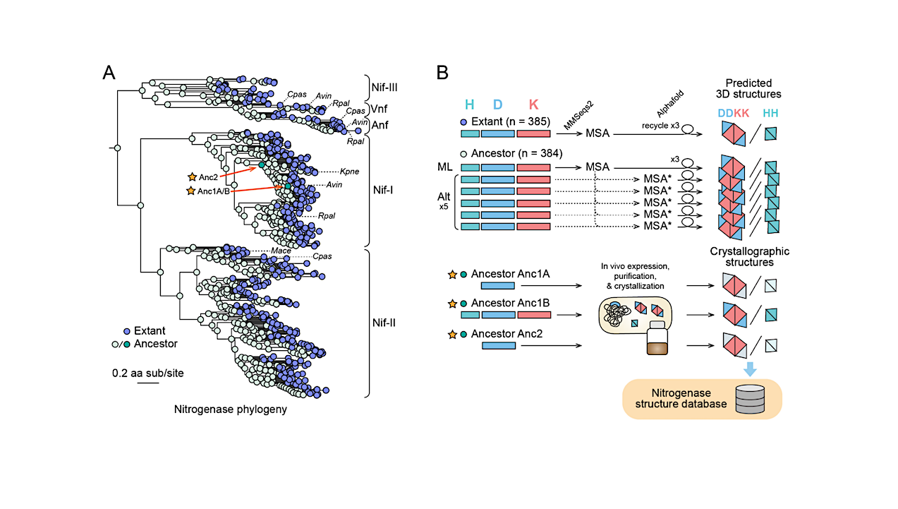 Nitrogenase Structural Evolution Across Earth’s History