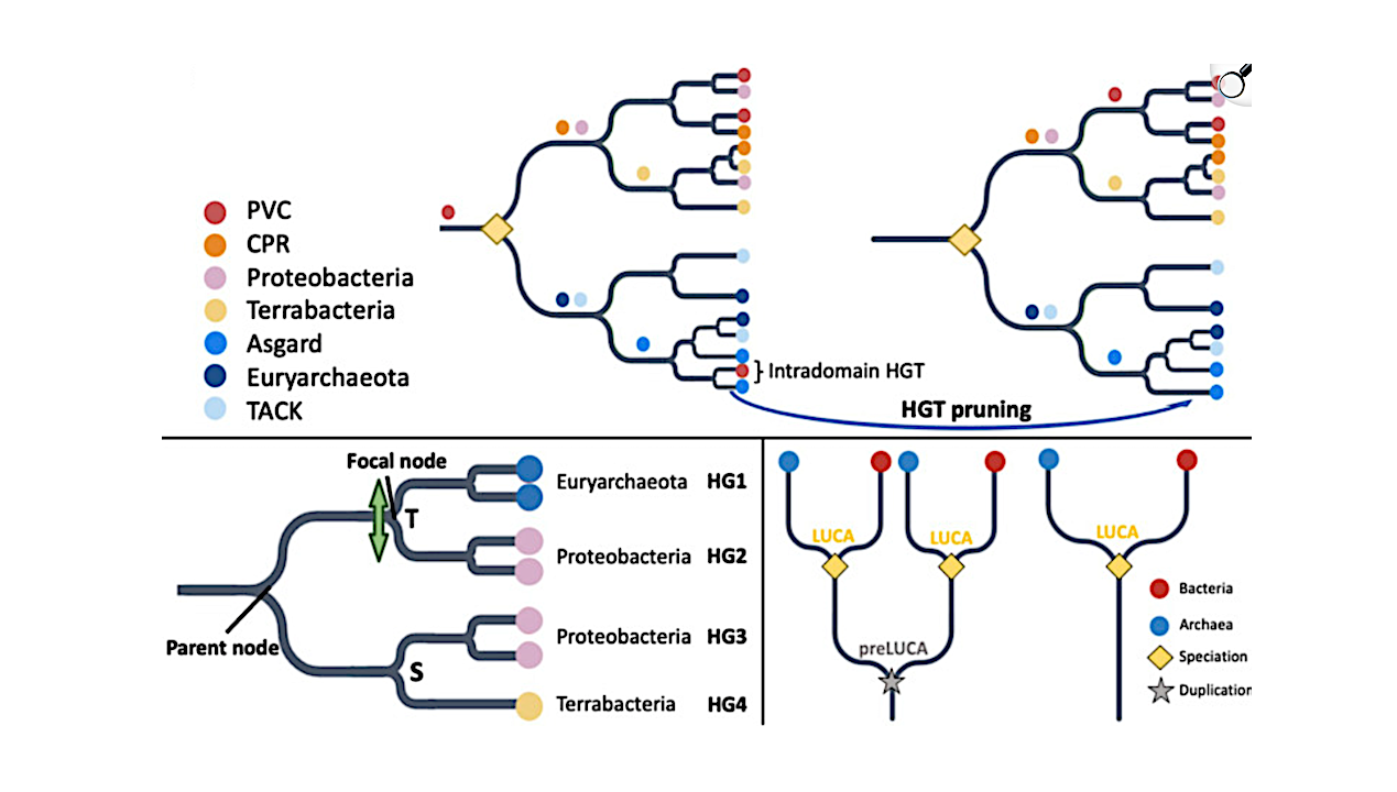 Order Of Amino Acid Recruitment Into The Genetic Code Resolved By The Last Universal Common Ancestor’s Protein Domains