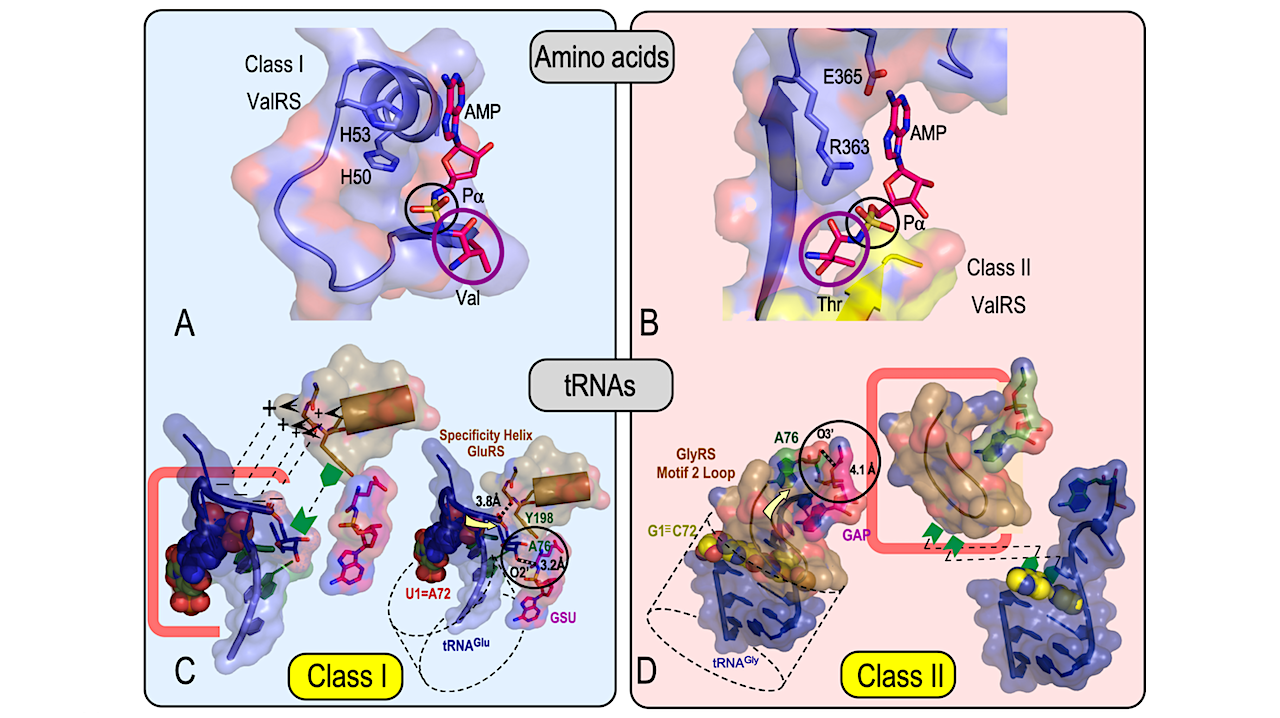 Structural Enzymology, Phylogenetics, Differentiation, and Symbolic Reflexivity at the Dawn of Biology