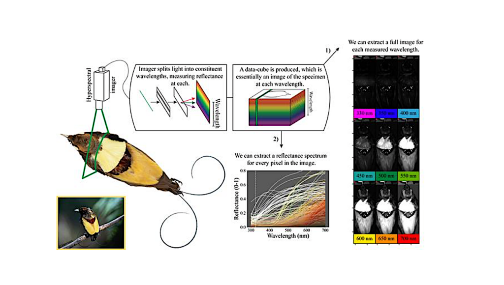 Tricorder Tech: Hypespectral Imaging Used To Explore Bird Plumage Coloration