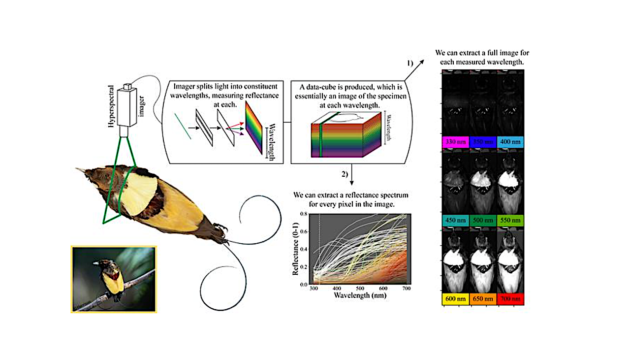 Tricorder Tech: Hypespectral Imaging Used To Explore Bird Plumage Coloration