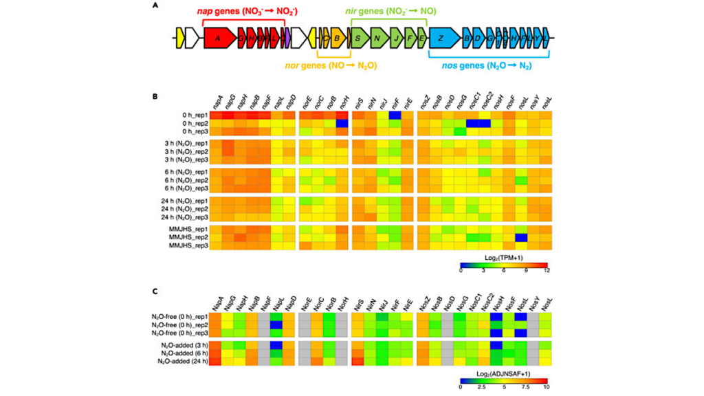 Understanding The Molecular Mechanisms Involved In Nitrous Oxide Reduction By Deep-sea Hydrothermal Vent Bacteria