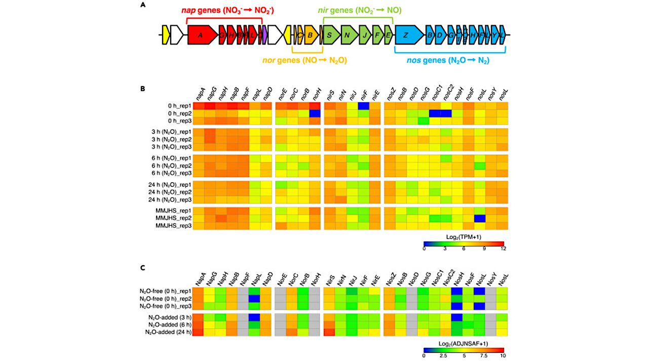 Understanding The Molecular Mechanisms Involved In Nitrous Oxide Reduction By Deep-sea Hydrothermal Vent Bacteria